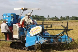 'Mới gió heo may, hạt gạo Việt đã lăn ra bệnh'