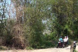 Cò đất náo loạn miền Trung: Bờ tre, gốc rạ đổi ra tiền tỉ