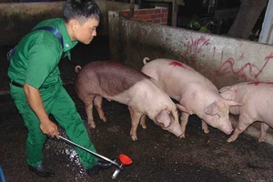 Lật tẩy chiêu của lò mổ heo lậu