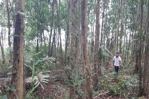 Trại giam Cái Tàu có được ‘hợp tác’ khai thác hơn 1000 ha đất?