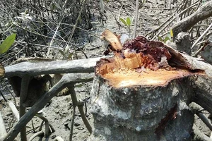 Đồng Nai: Rừng phòng hộ bị chặt phá vô tôi vạ