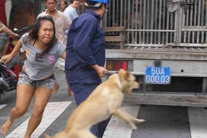 TP.HCM: Nguy cơ từ chó thả rông