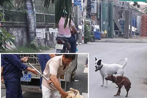Lập đội phản ứng nhanh ‘xử’ chó chạy rông