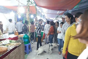 Chó thả rông ở Cần Thơ: Phường chỉ nhắc nhở là chính