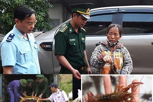 Tôm hùm đỏ: Hại khôn lường