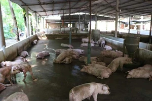 Nông dân Hải Dương sắp được nhận hỗ trợ dịch tả heo châu Phi