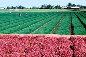Hành tím nổi tiếng Vĩnh Châu được cấp chỉ dẫn địa lý