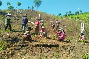 Nhà thầu chậm trễ trồng rừng cho cao tốc Bến Lức-Long Thành 