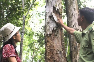 Vụ cưa gỗ khô: Chỉ mong ba tòa hiểu đúng pháp luật