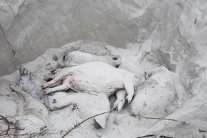 Phải vay tiền để tiêu hủy heo bệnh