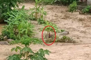 Cứu người phụ nữ chơi vơi giữa dòng nước lũ