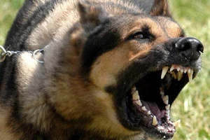 Xử lý như thế nào khi bị chó tấn công?