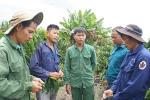 Tiếp tục mổ xẻ vụ cưa gỗ khô bị xử tội trộm