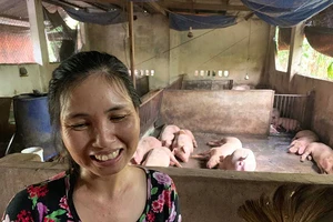 Thực hư heo ăn hèm rượu ‘thoát’ dịch tả heo châu Phi