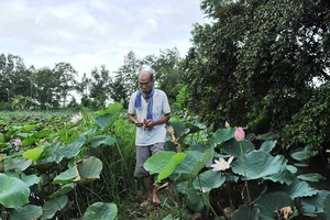 Anh hùng Nguyễn Văn Bảy lội đồng hái sen ở tuổi 83