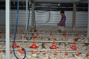 Từ chuyện khủng hoảng giá gà