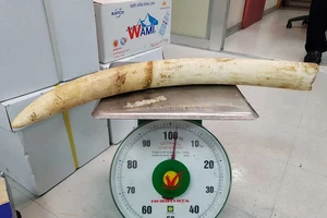 Bắt giữ ngà voi qua đường hàng không 