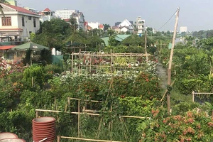 Video: Trồng thêm cây xanh, người dân không dám xả rác