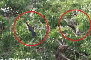 Phát hiện đàn chim cổ rắn quý hiếm tại Đồng Nai