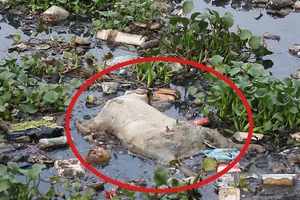 Video: Hãi hùng xác động vật trôi dưới dòng kênh