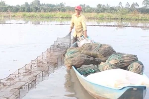 Mùa đặt lú bắt cá đồng ở miền Tây