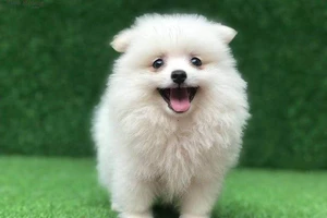 Lỡ tay làm chết chó cảnh của người khác