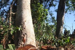 Đồng Nai: Thuê người hạ gỗ trong khu bảo tồn