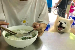 Đối xử nhân đạo với vật nuôi: Cần thực hiện sớm