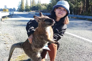 Lạc bước tới xứ sở thần tiên