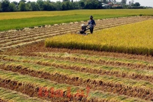 Xây nhà trên đất trồng lúa sẽ bị phạt nặng