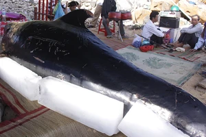 Cá voi khủng lụy vào bờ biển