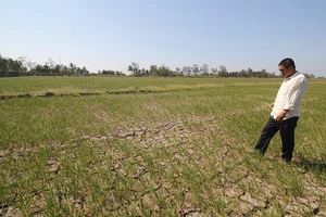 Ba thứ trưởng thay nhau ‘tuần tra’ hạn mặn miền Tây