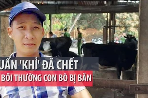 Pháp lý chuyện chủ bò đòi Tuấn 'khỉ' bồi thường 40 triệu đồng