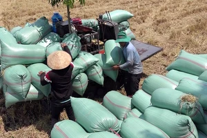 Tồn kho 2 triệu tấn gạo, cần cho xuất khẩu bình thường