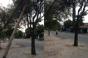 Đã thay trụ điện ngã đè lên cây xanh