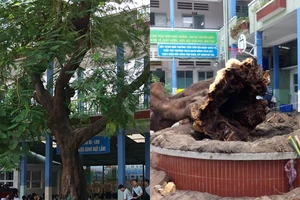 Đừng đốn nhầm cây xanh còn khỏe