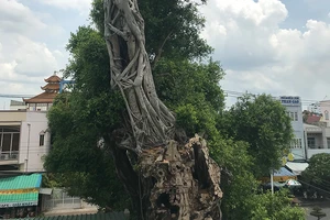Hồi hộp với cây da hơn trăm tuổi bị nghiêng