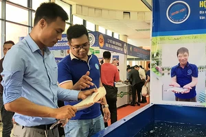 Cá tra miền Nam đổ bộ ra Bắc