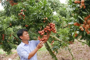 Thanh long, vải thiều Việt xuất sang Thái Lan tăng hơn 230%