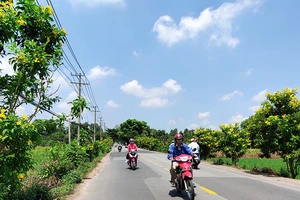 Con đường sạch mát, rợp hoa vàng ở Củ Chi