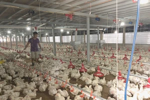 Gà ngoại có dấu hiệu phá giá tràn vào Việt Nam