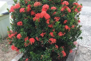 Kéo nhau ra tòa vì gãy nhánh cây kiểng