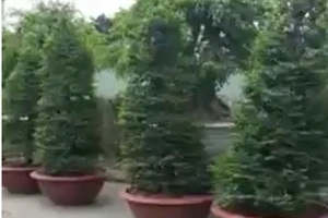 Làm rõ vụ ‘tố UBND xã mượn cây kiểng không trả’