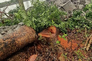 Pháp lý vụ xử phạt ‘siêu tốc’ người chặt cây xà cừ