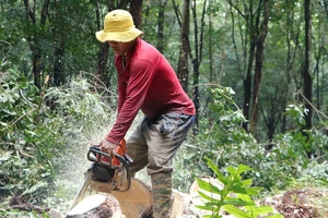 Đồng Nai giao 1.800 ha đất làm sân bay Long Thành