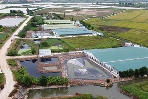 Loạt 6 trang trại heo xả thải gây ô nhiễm