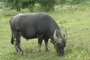 Tòa đưa trâu đến phòng xử vụ kiện đòi 3 con trâu