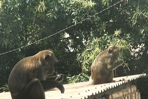 Video: Vây bắt đàn khỉ ‘đại náo’ khu dân cư bằng cách nào?