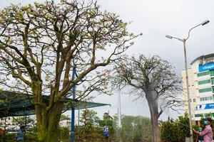 Video: Ngắm cây mai cổ thụ tiền tỉ tại Hội hoa xuân 