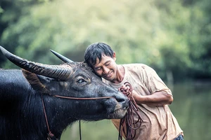 Năm Tân Sửu kể nhau nghe sự tích loài trâu